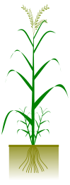 Cereal plant