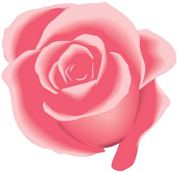 Rose Flower Vetor 26