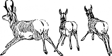 Going Wild Running Away Lineart Horns Animal Antelope