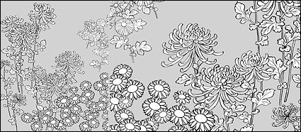 Vector line drawing of flowers-27(Wild chrysanthemum)